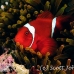 anemonefish_spinecheek_mid_h_0705_png1355.jpg